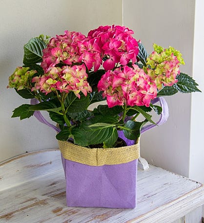 Hydrangea Gift Bag Bouquet